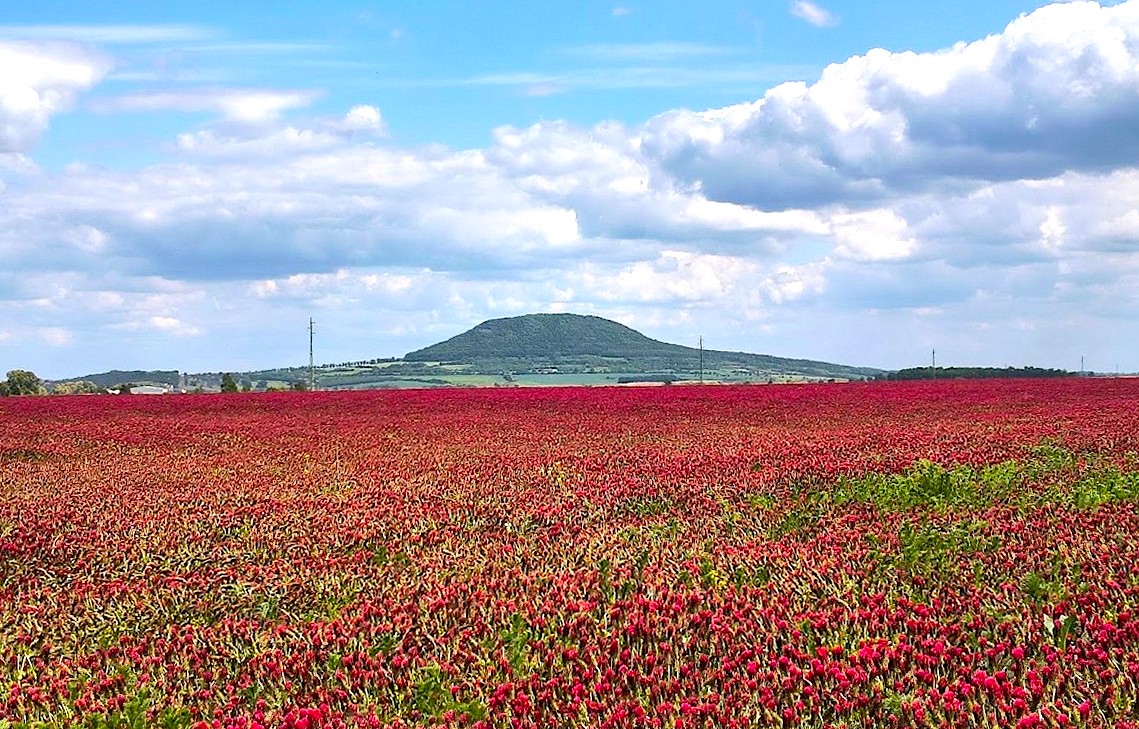 Rudé moře po česku