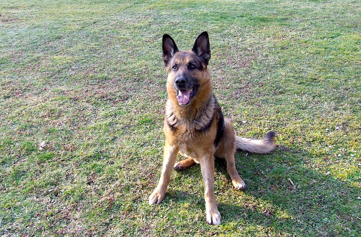 Den, kdy do mého života vstoupili psi