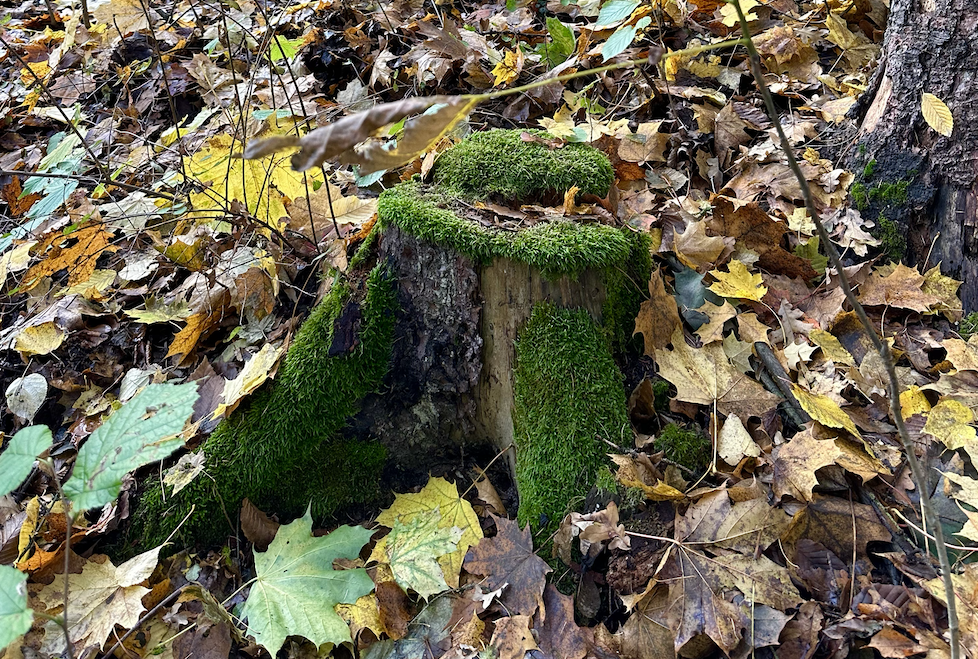 Snímek obrazovky 2023-10-28 v 14.24.17.png