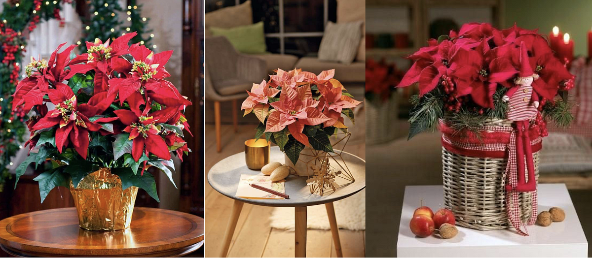 Snímek obrazovky 2023-12-13 v&nbsp;21.07.45.png