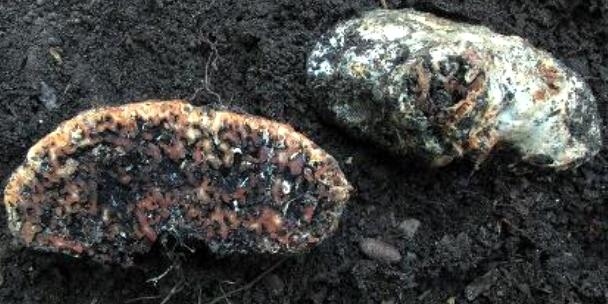 Snímek obrazovky 2024-07-02 v&nbsp;8.35.17.png