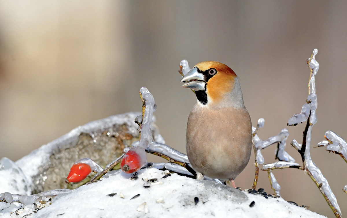 Snímek obrazovky 2024-12-27 v&nbsp;15.17.27.png