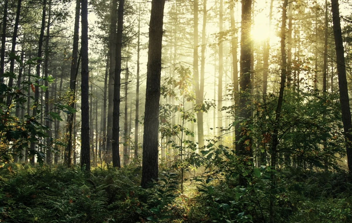 Snímek obrazovky 2025-03-13 v 10.02.37.png