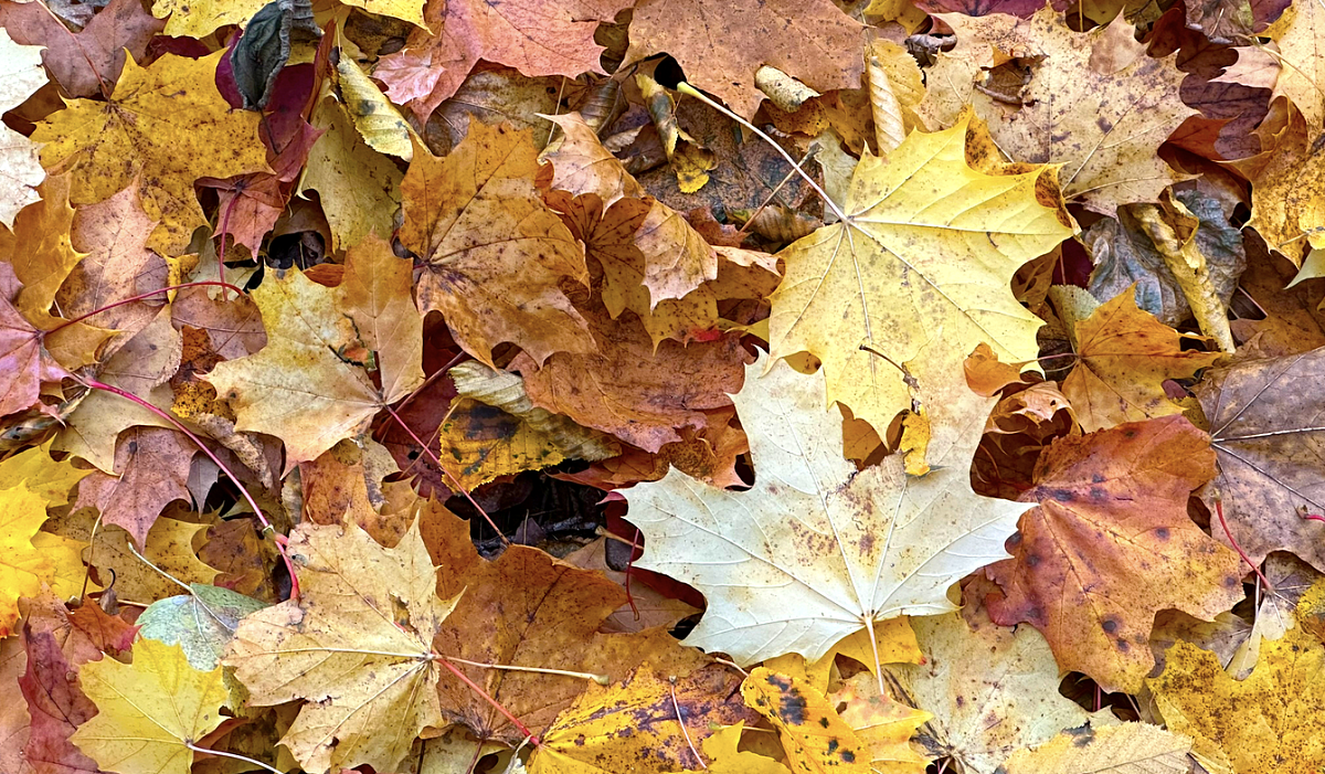 Podzimní soutěžení na Íčku