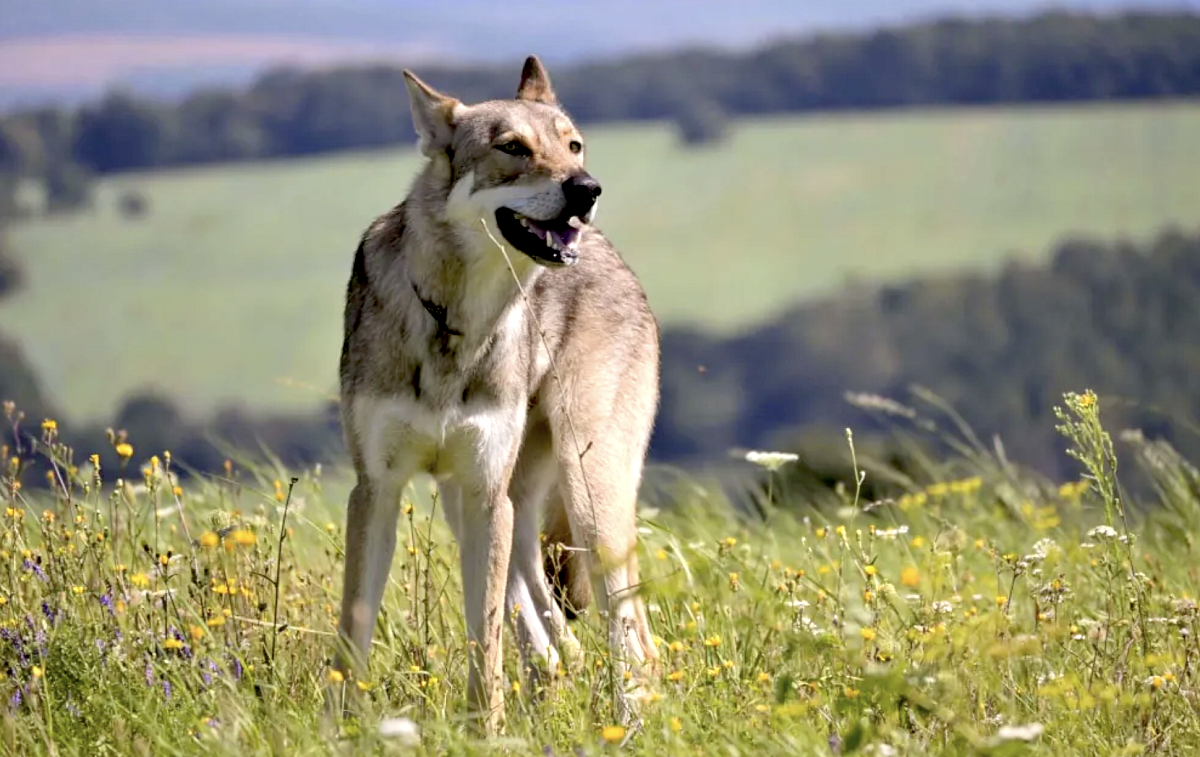 Saarloosův vlčák - málo známé plemeno s povahou vlka a srdcem věrného přítele