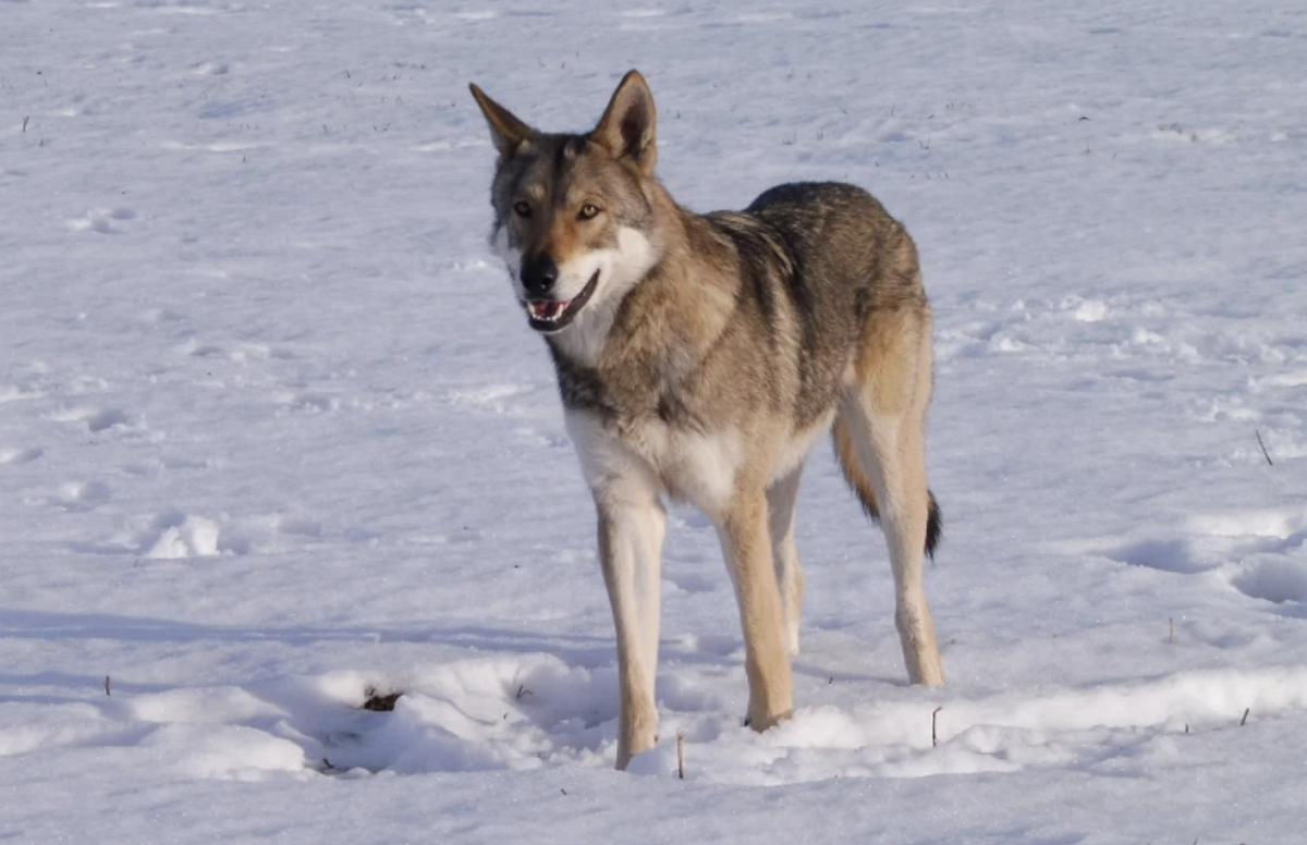 Snímek obrazovky 2026-03-12 v&nbsp;19.45.10.png