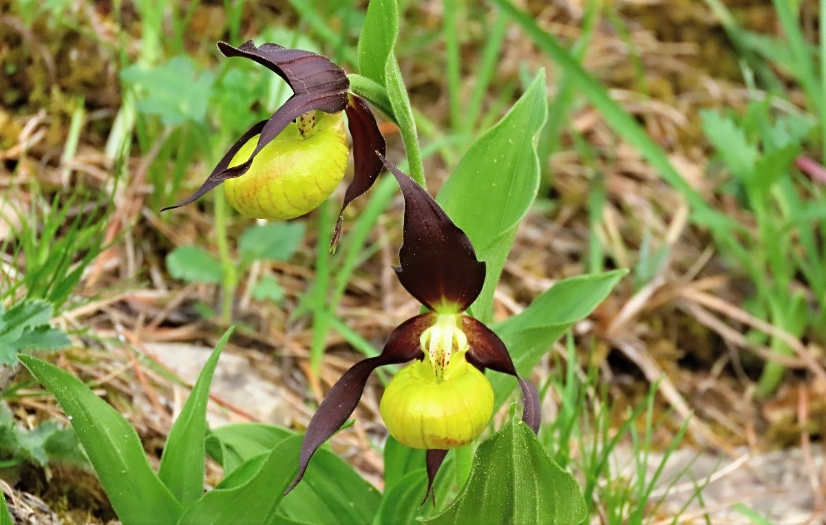 Květnové ohlédnutí