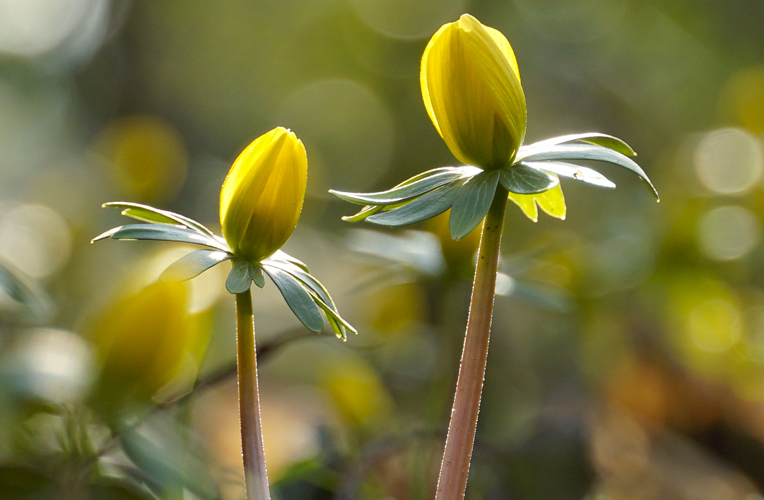 FOTO DNE 26.2.: Miluše Převrátilová - Radost z nového jara