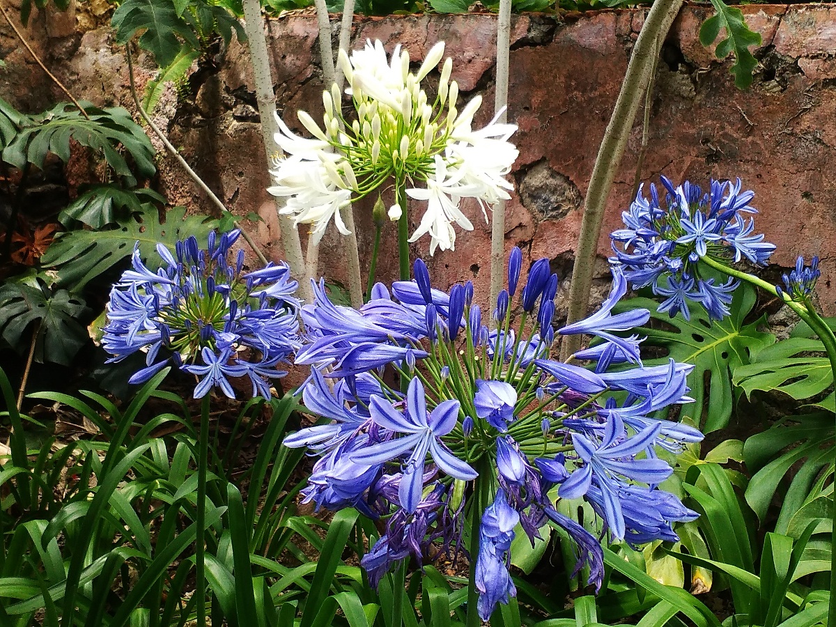 Portugalskem na vlastní pěst (5. díl), ostrov Madeira