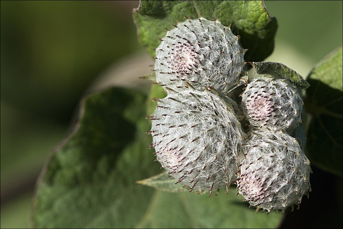 Fotoreportáž: Obyčejná šedá