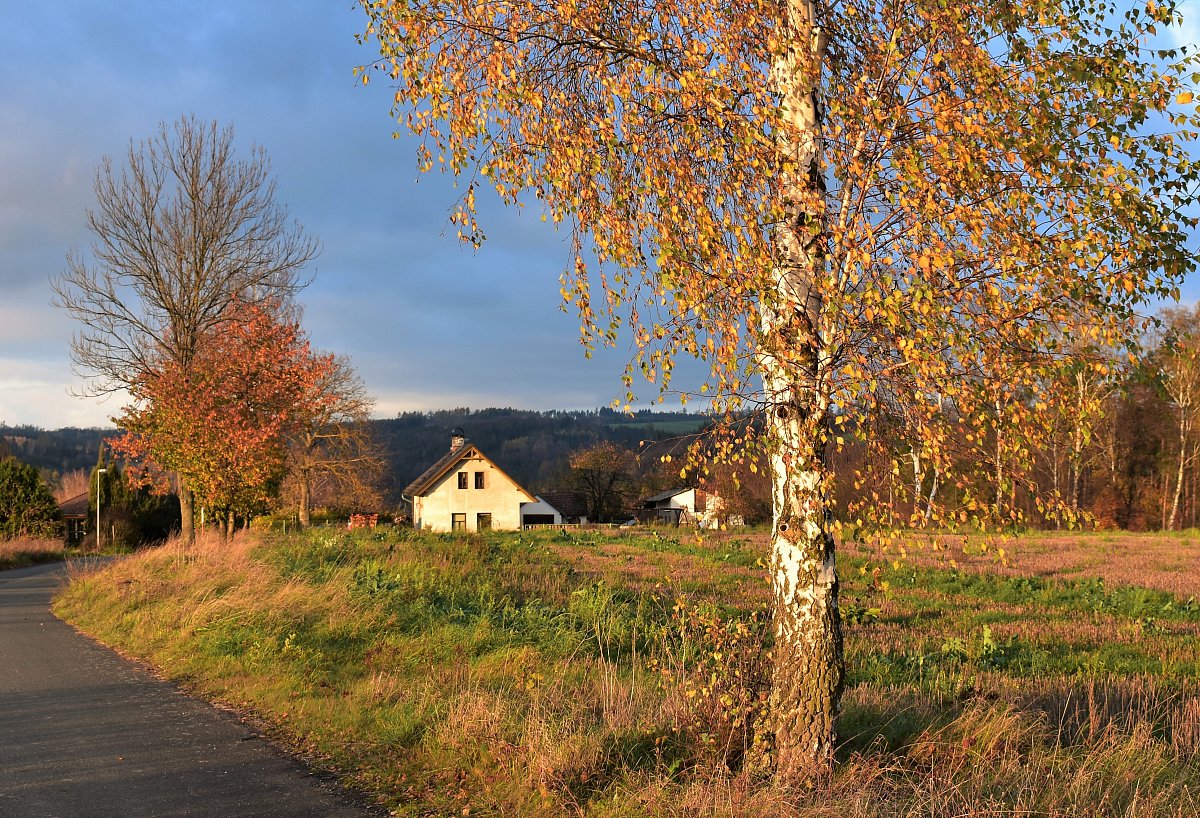 Pozlacená bříza.