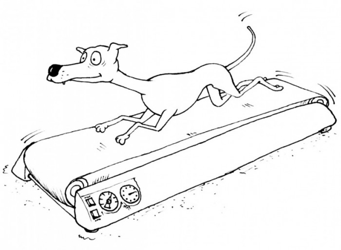 V Americe kvete fitness
také pro domácí mazlíčky