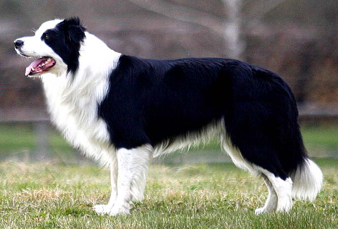 Který pes je nejchytřejší?
To je jasné, přece ten váš