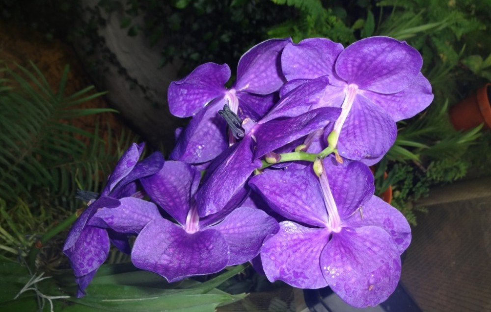 Jak jsme byli v botanické
zahradě v pražské Tróji 