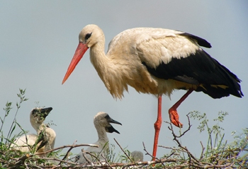 Kvůli studenému jaru uhynuly
stovky mláďat čápa bílého