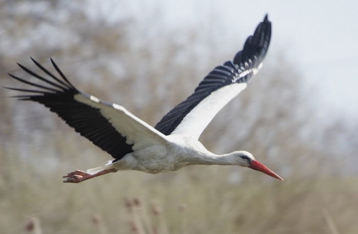 Kvůli teplu neodtáhli
někteří ptáci na jih