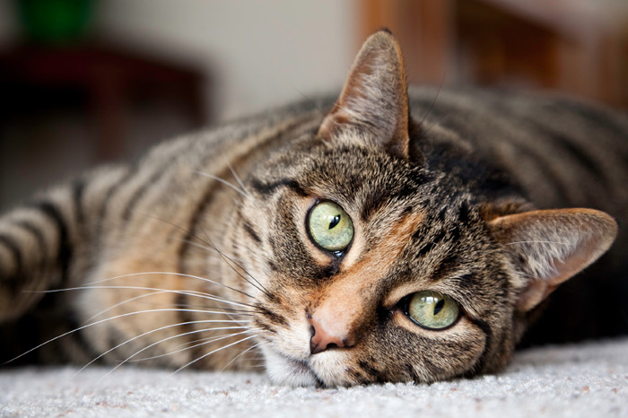 Pozor, kočky mohou
uspíšit schizofrenii!