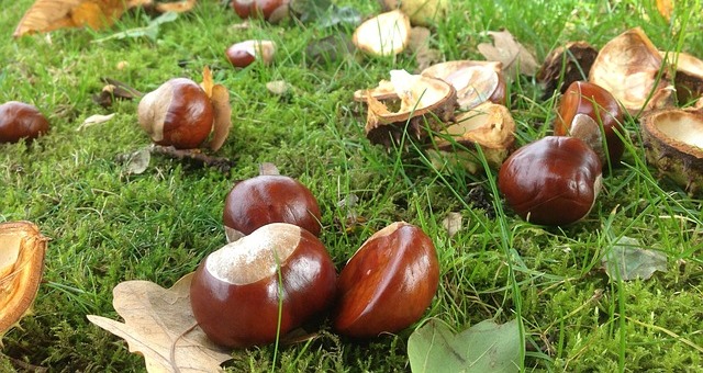 Kaštany, příběh mé kamarádky  