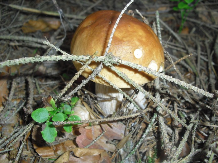 Houbařská sezóna vrcholí, 
těšíme se na&nbsp;další recepty