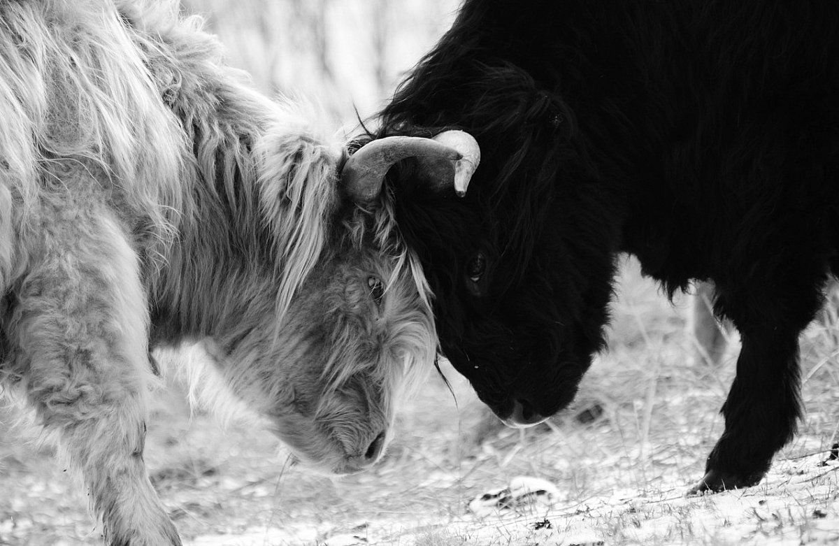 Zápisník starého muže: Kdo začal?