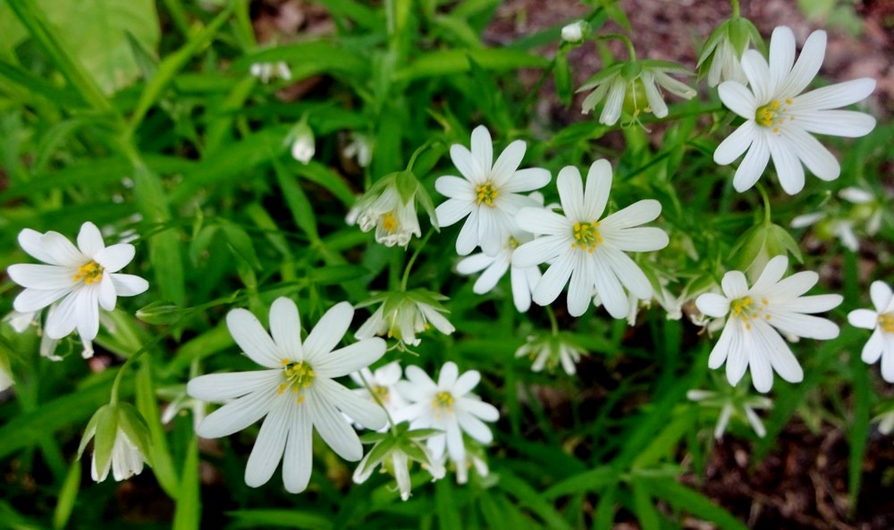 Jarní fotopříběh: Kvítí
Českého středohoří