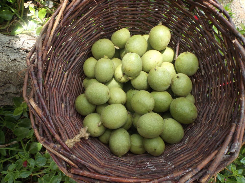 Můj recept: výroba
domácí ořechovice