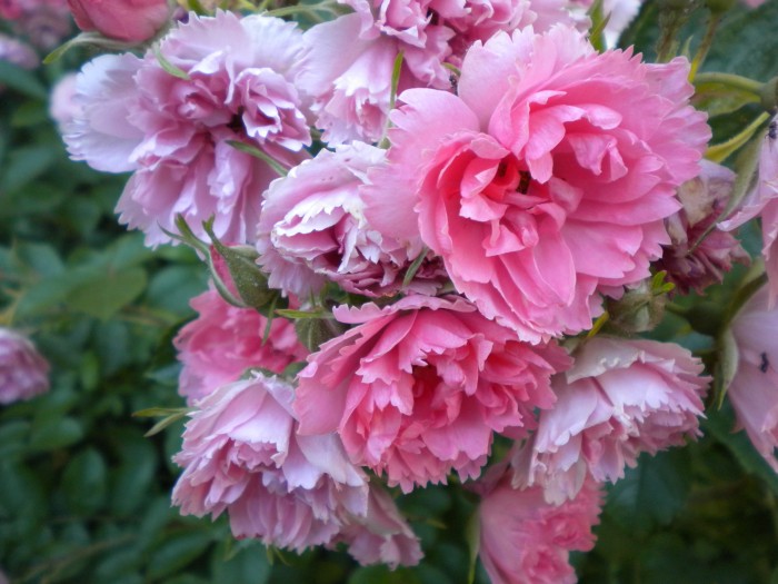 Navštivte zámecký park v Častolovicích
