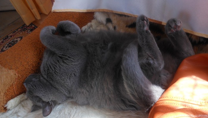 Kočičí pohádka pro mého 
britského modrého kocoura