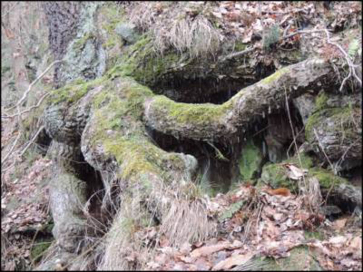 Dřevo versus kámen