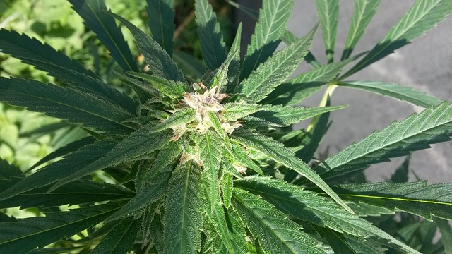 Konopný olej na péči o vlasy?
Vetřete a stanou se zázraky