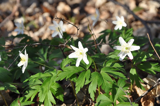 O studánkové víle