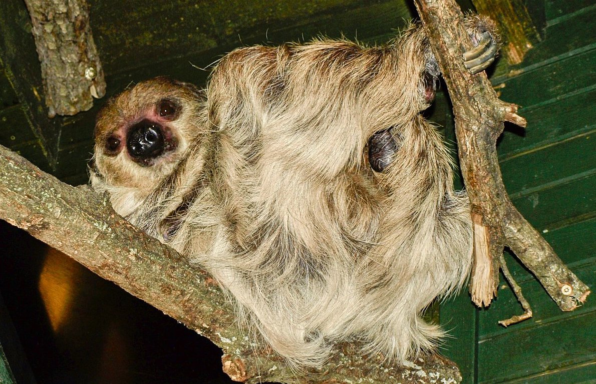 Do zoo na klokany a opicééé 