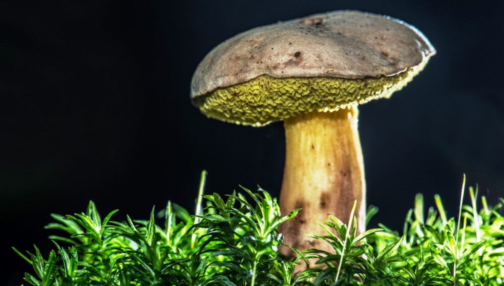 Houbaři mají stále smůlu,
sucho houbám nesvědčí