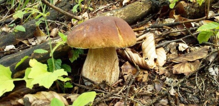 Na houby s kosou,
rostou už všude