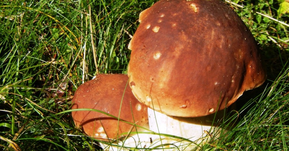 Houby moc nerostou,
nesvědčí jim počasí