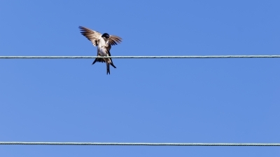 Jaro je tu. Přiletěla první vlaštovka