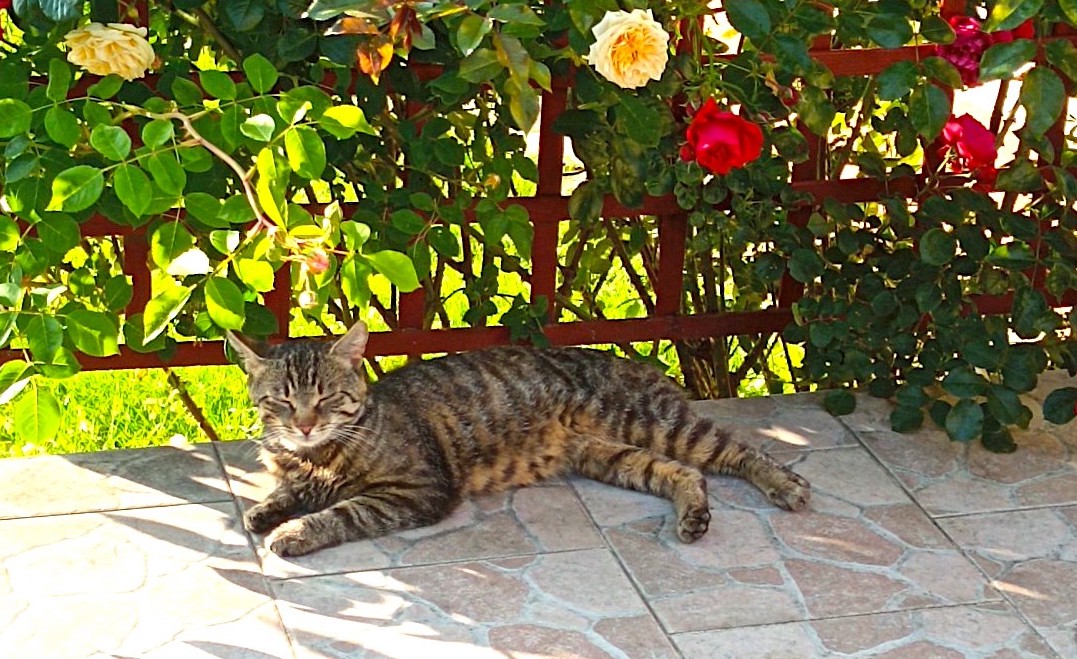 Jsem cvok nebo nám tu straší?