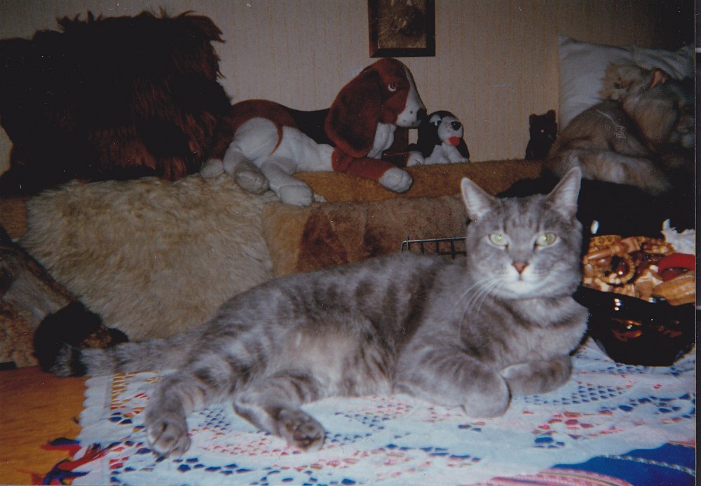 Moje trefa do černého aneb
Tuzexový kocour a archivářka