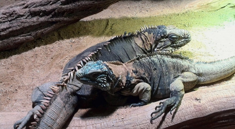 Jarní fotopříběh: Vítání
jara v pražské ZOO!