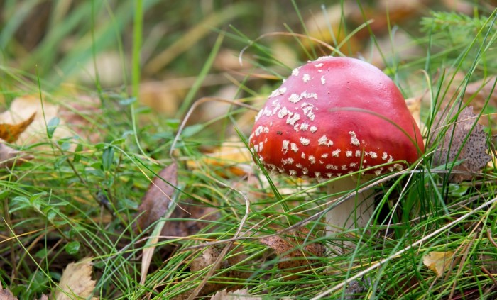Skvělá houbová smaženice  
pro nevrlé manželky a tchýně