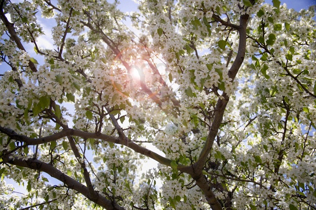 Milovaná jabloňka, která
mne životem 55 let provází