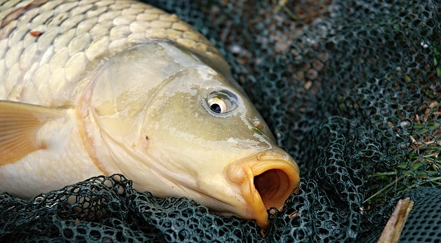 Na Vánoce budou kapři 
s příznivým vlivem na srdce