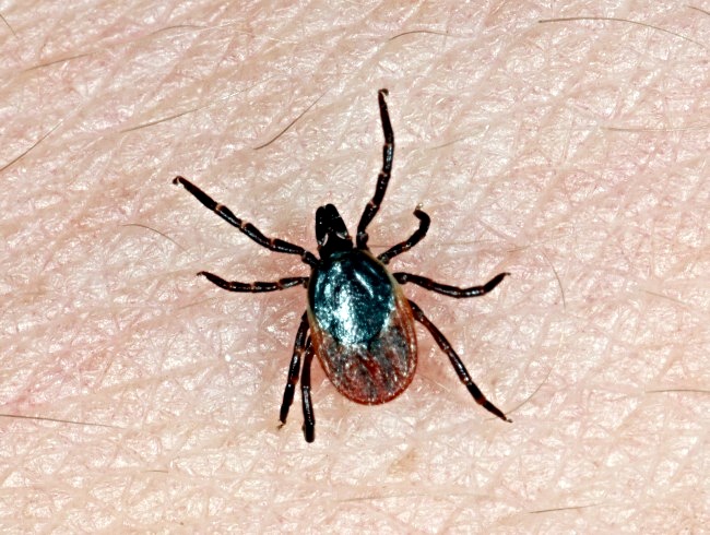 Nechte se naočkovat proti
klíšťatům. Teď je vhodný čas