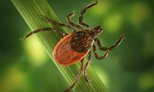 Pozor na klíšťata, riziko
kousnutí je nyní nejvyšší