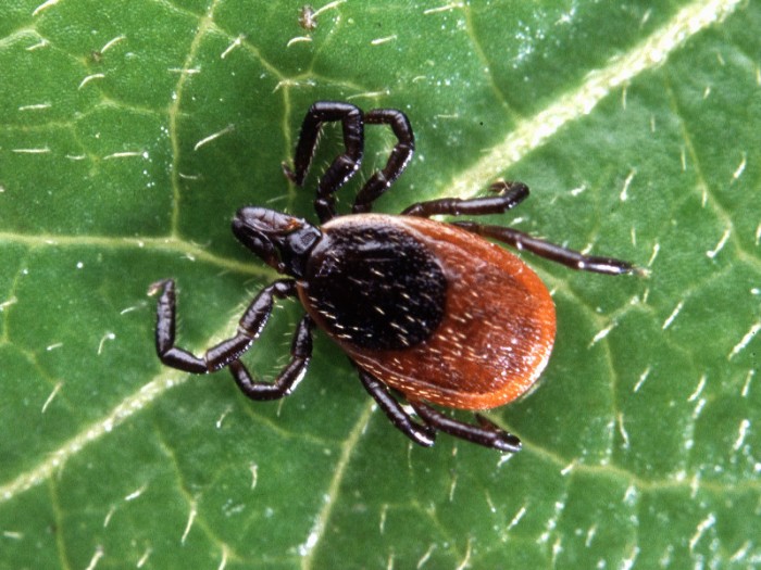 Vyrobte si domácí repelent, 
klíšťata na vás nepůjdou