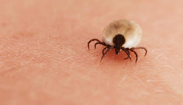 Pozor, aktivita klíšťat bude
tento týden velmi vysoká!