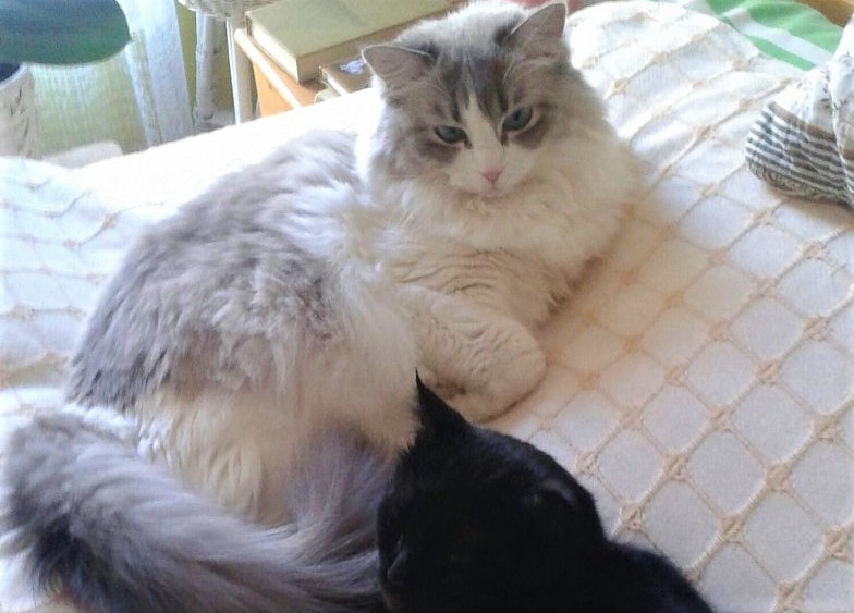 Také si povídáte s kočkou?