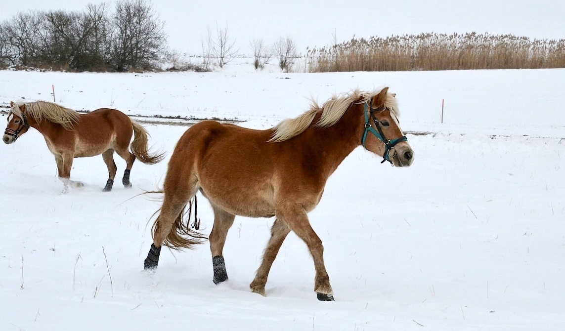 FOTO DNE 21.1.: Libuše Hvězdová - Trochu se proběhnout
