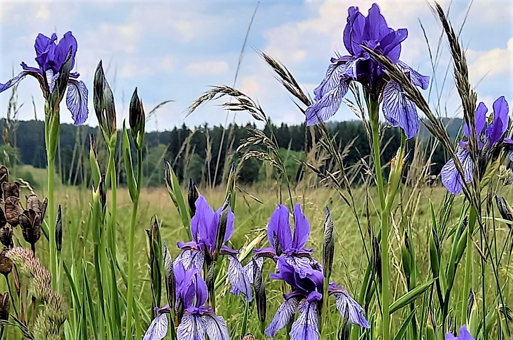 Čas kosatců na padrťských pláních v Brdech