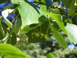 Čas lipového květu